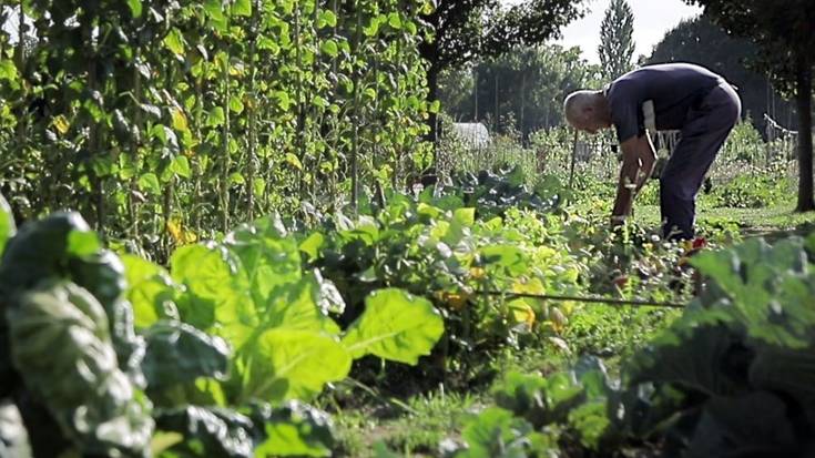 73 komunitate-baratze zabalduko ditu udalak Salburuan