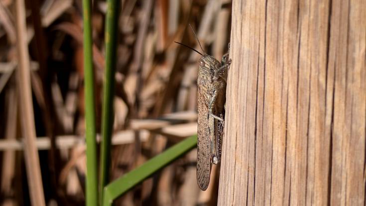 Organismoa berotzeko eguna