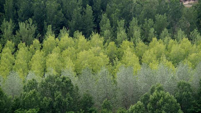 Kontrasterako egunak