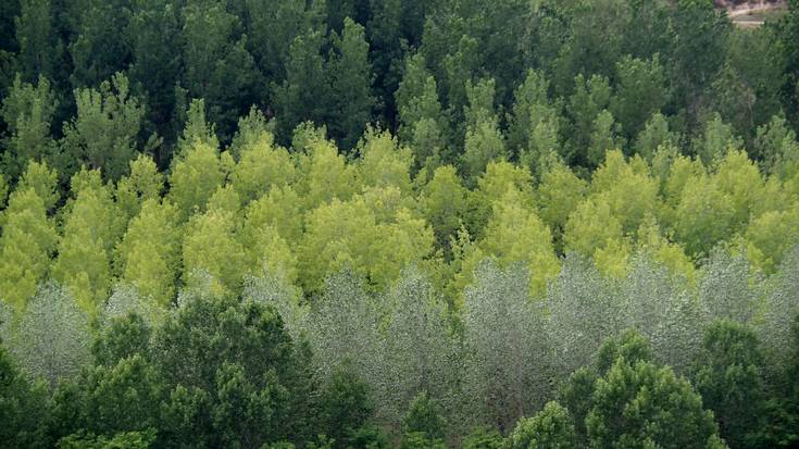 Kontrasterako egunak