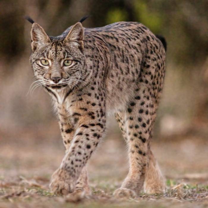 Katamotz iberiar bat antzeman dute abenduan Kanpezun