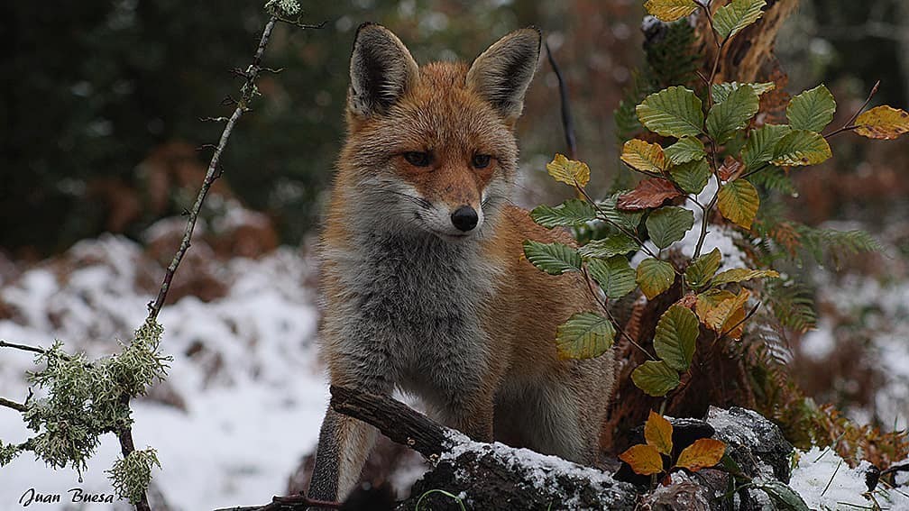 Zenbait animalia pozoitu dituztela salatu du Ekologistak Martxanek