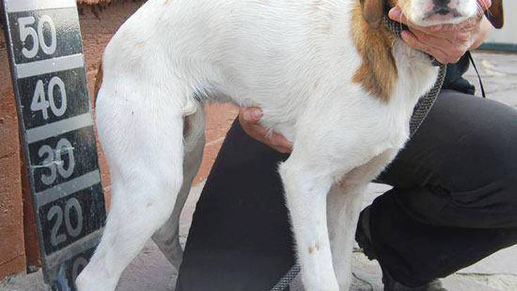 Gasteizko txakurtegian 900 txakur abandonatu zituzten 2016an