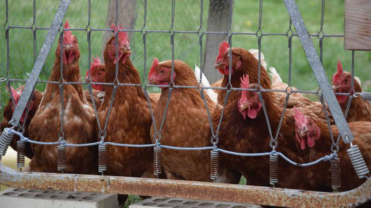Hegazti gripeari "zorroztasun zientifikoz" aurre egiteko eskatu du sektoreak