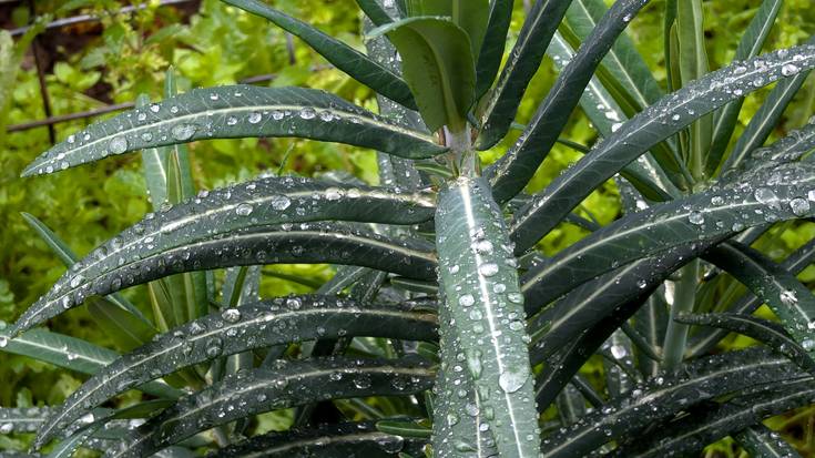 Giro nahasia, haize boladekin