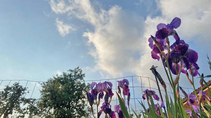 Eguzki dotorea, udaberri gogoz