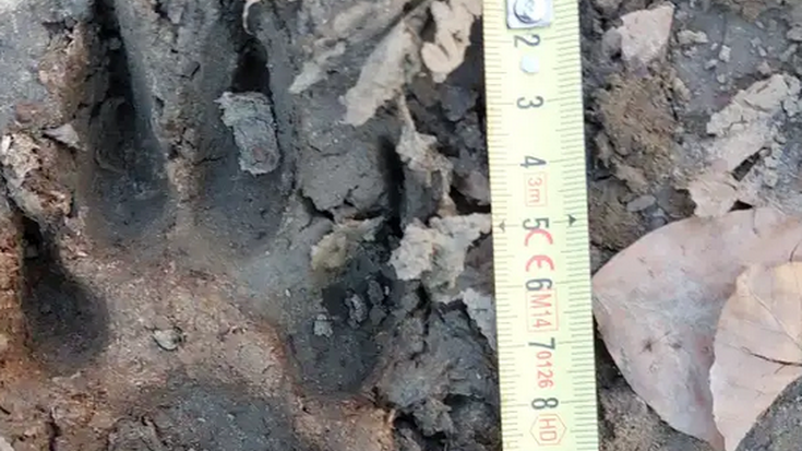 Ugaztunen arrasto tailerra