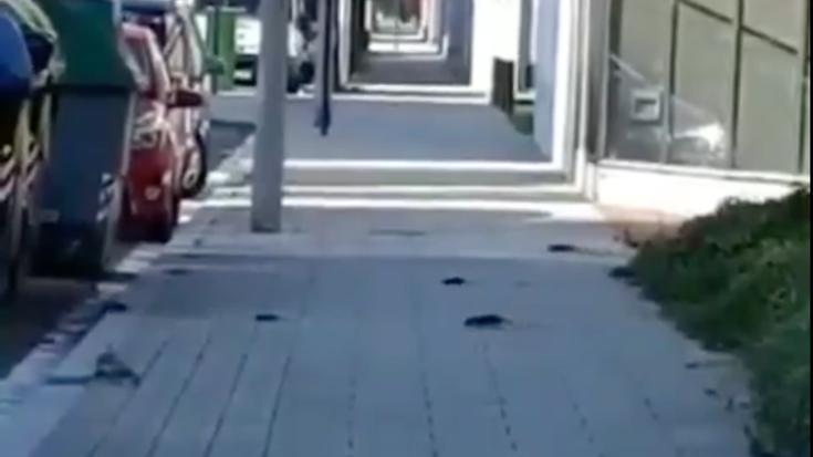 Sansomendin eta Salburuan arratoiak daudela salatu dute