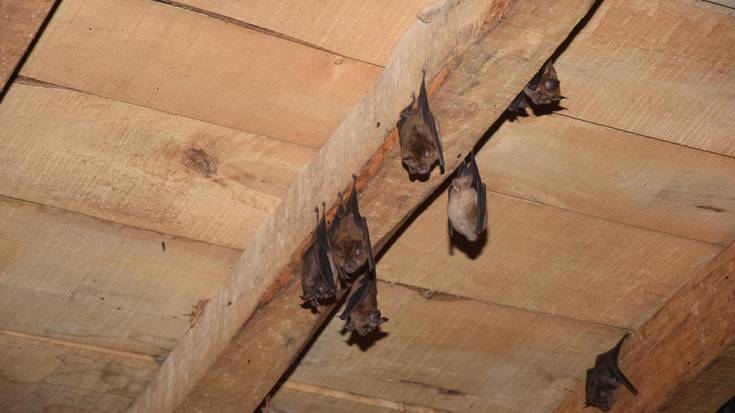 Saguzarrentzako lehen hotela jarriko dute Arabako Errioxan