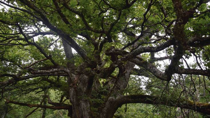 Basoak dira jaun eta jabe