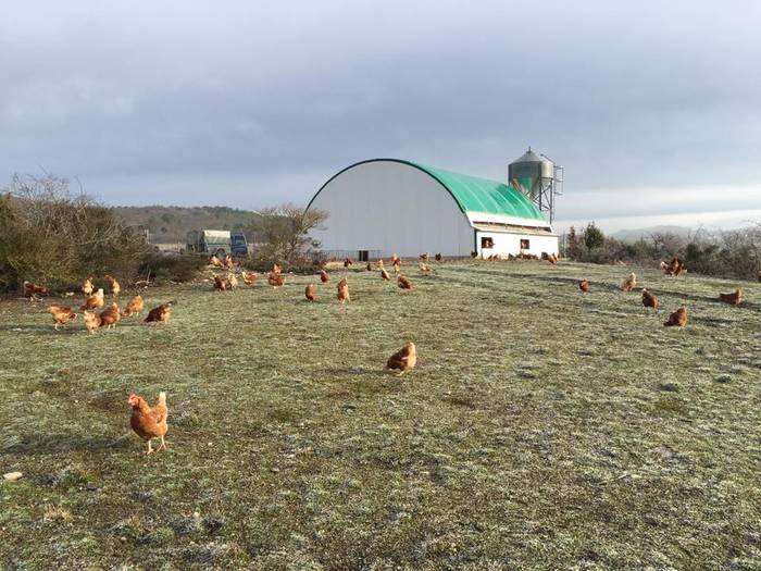 Etxeko hegaztiak aire librean haztea debekatuta dago astelehenetik aurrera