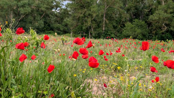 Garbitzera joko du, goranzko tenperaturekin