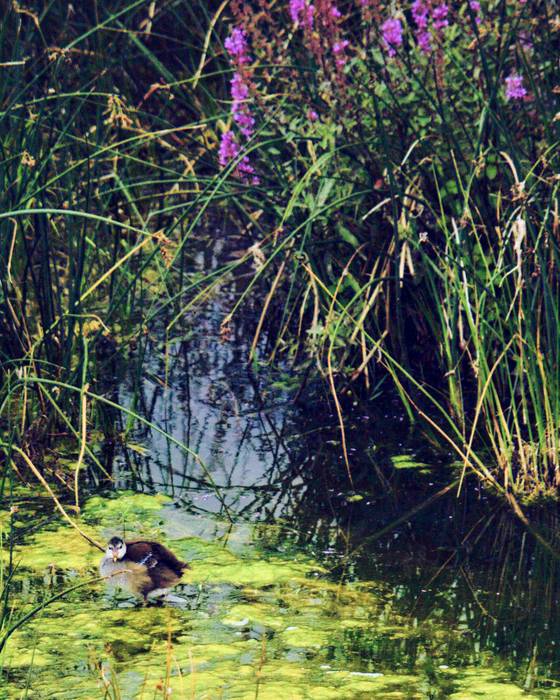 herriko erreka bizitzaz blai