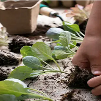 G4zt3hub-eko baratza sortzen