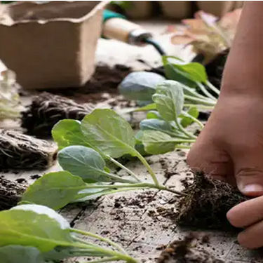 G4zt3hub-eko baratza sortzen