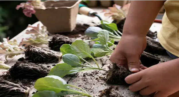 G4zt3hub-eko baratza sortzen