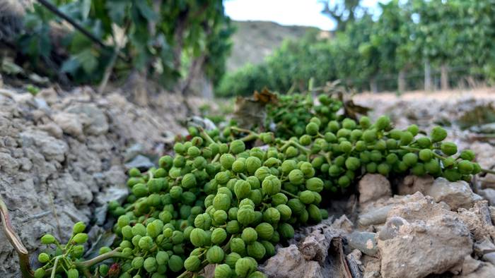 Asteartera arte luzatu dute 'uzta berderako' eskaerak aurkezteko epea