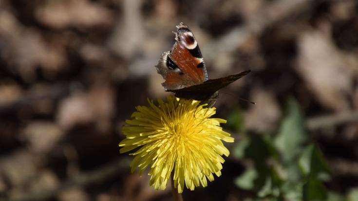 Botanikarekin lotutako jarduera ugari aurreikusi dituzte udaberrian Gasteizen