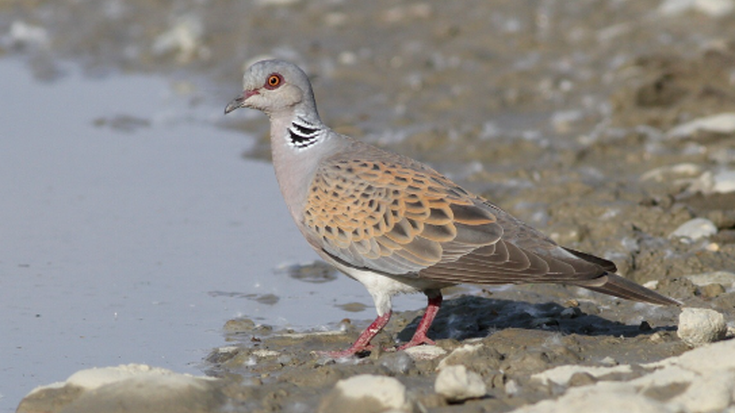 Aldundiak usapalaren ehiza bertan behera uztea txalotu du Eguzkik