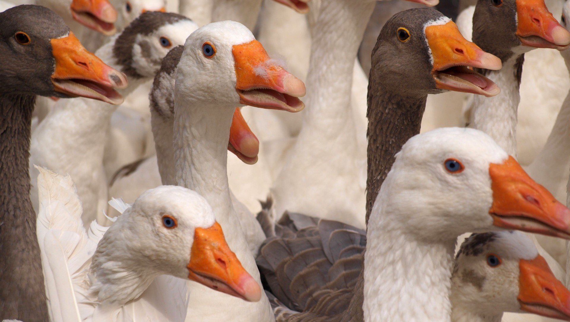 H5N1 motako hegazti gripea atzeman dute Iruña Okan