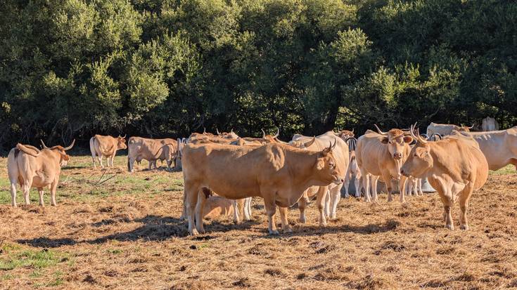 Behien gaitza hesitu nahi dute