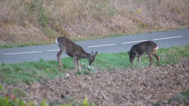 Egunero istripu bat jazo da Arabako errepideetan basabereekin