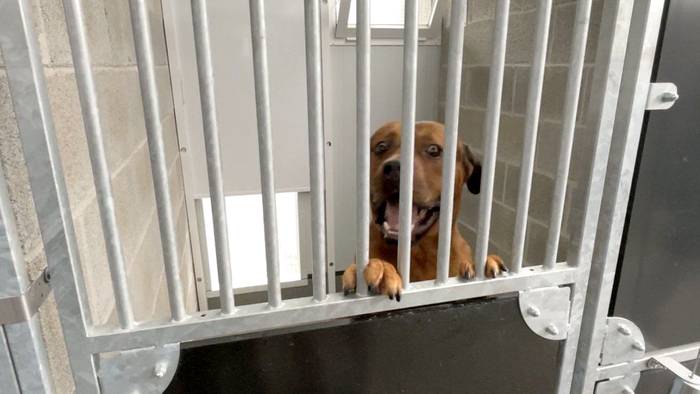 Txakurtegira itzultzeko eskatu du Apasosek