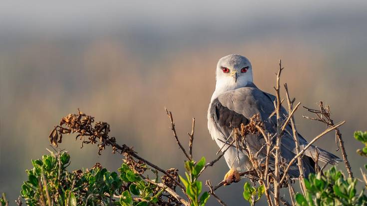 Mehatxupean da Araban finkatu berri den elano urdina
