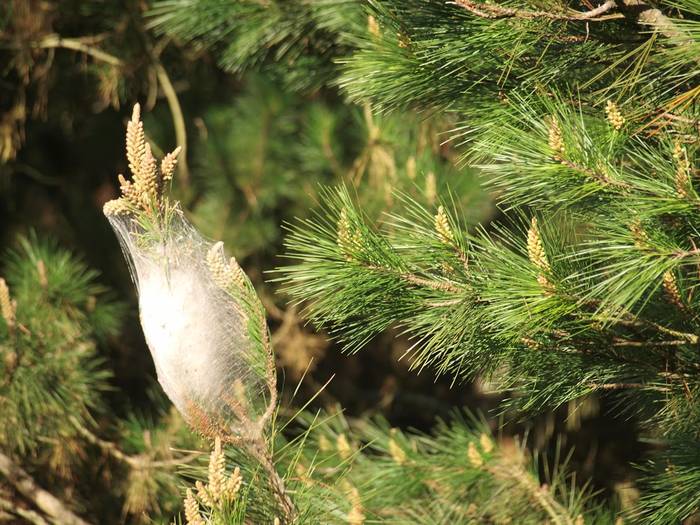 Helikopteroz egingo diote aurre pinu beldarraren izurriteari