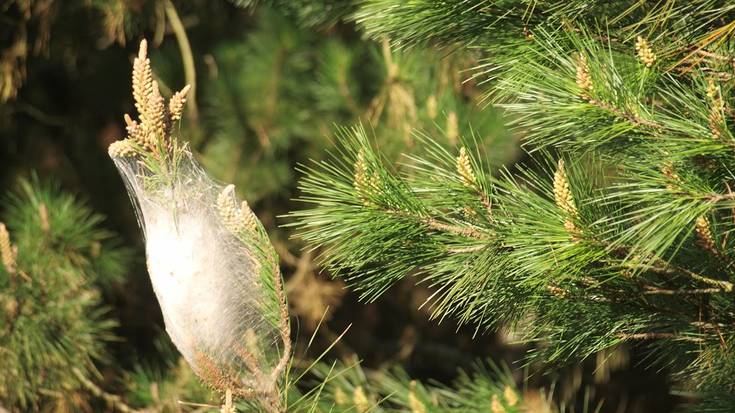 Helikopteroz egingo diote aurre pinu beldarraren izurriteari