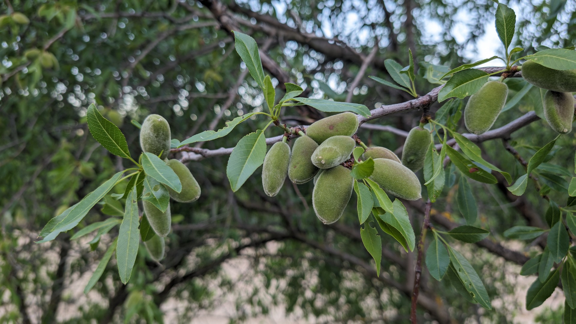 Arratsaldean, buelta
