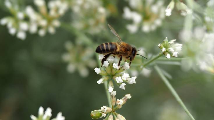 Aldaketarik ez (eguraldian)