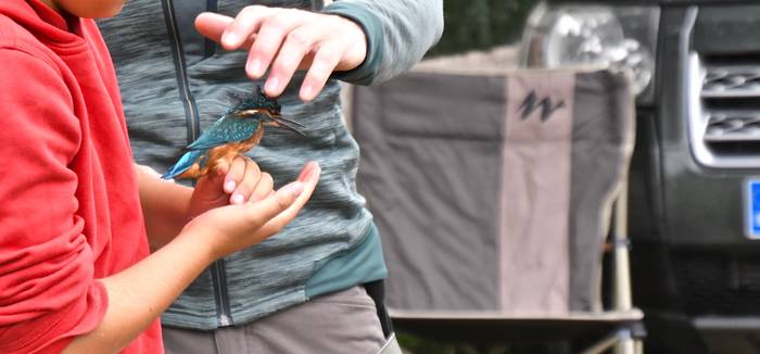 Ornitologia lantegia (gaueko txoriak)