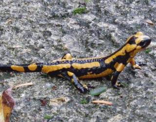 Ungino, anfibioentzat aterpe