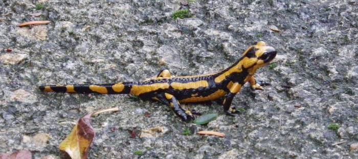 Ungino, anfibioentzat aterpe