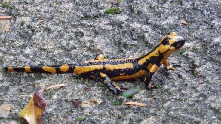 Ungino, anfibioentzat aterpe