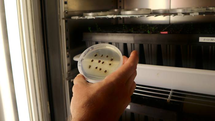 Ehun zuhaitz barietate banatuko dituzte Abetxukun