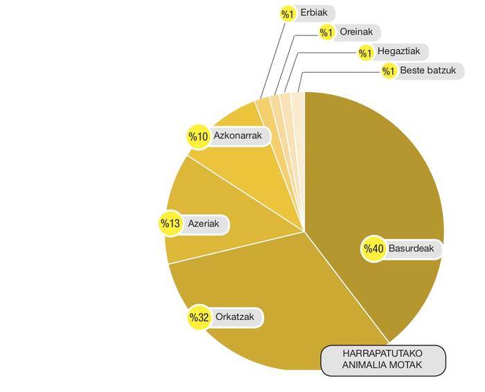 Istripuetan hildako animalia mota. Grafikoa: ARITZ MTZ. DE LUNA