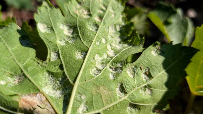 Mildiuak eragin ekonomiko "nabarmena" izango du