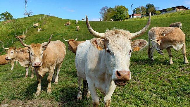 Neurriak eskatu ditu UAGAk Gaixotasun Hemorragiko Epizootikoari aurre egiteko