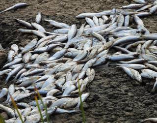 Dozenaka arrain hilda agertu dira Mañuetan, ibaiaren ertzean