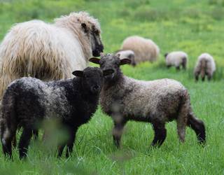 Aiarako legez kanpoko hiltegiaren kontrako epaiketa hasi da