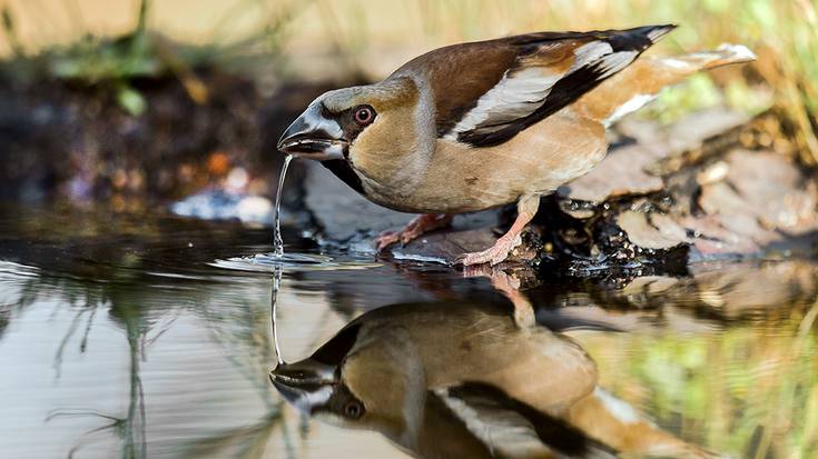 Hegaztiei buruzko erakusketa aurkeztuko du Atariak