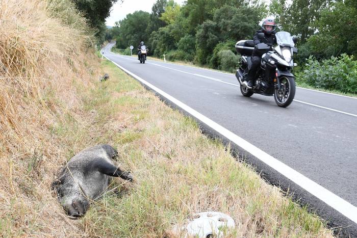 Gero eta istripu gehiago animaliekin