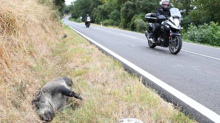 Gero eta istripu gehiago animaliekin