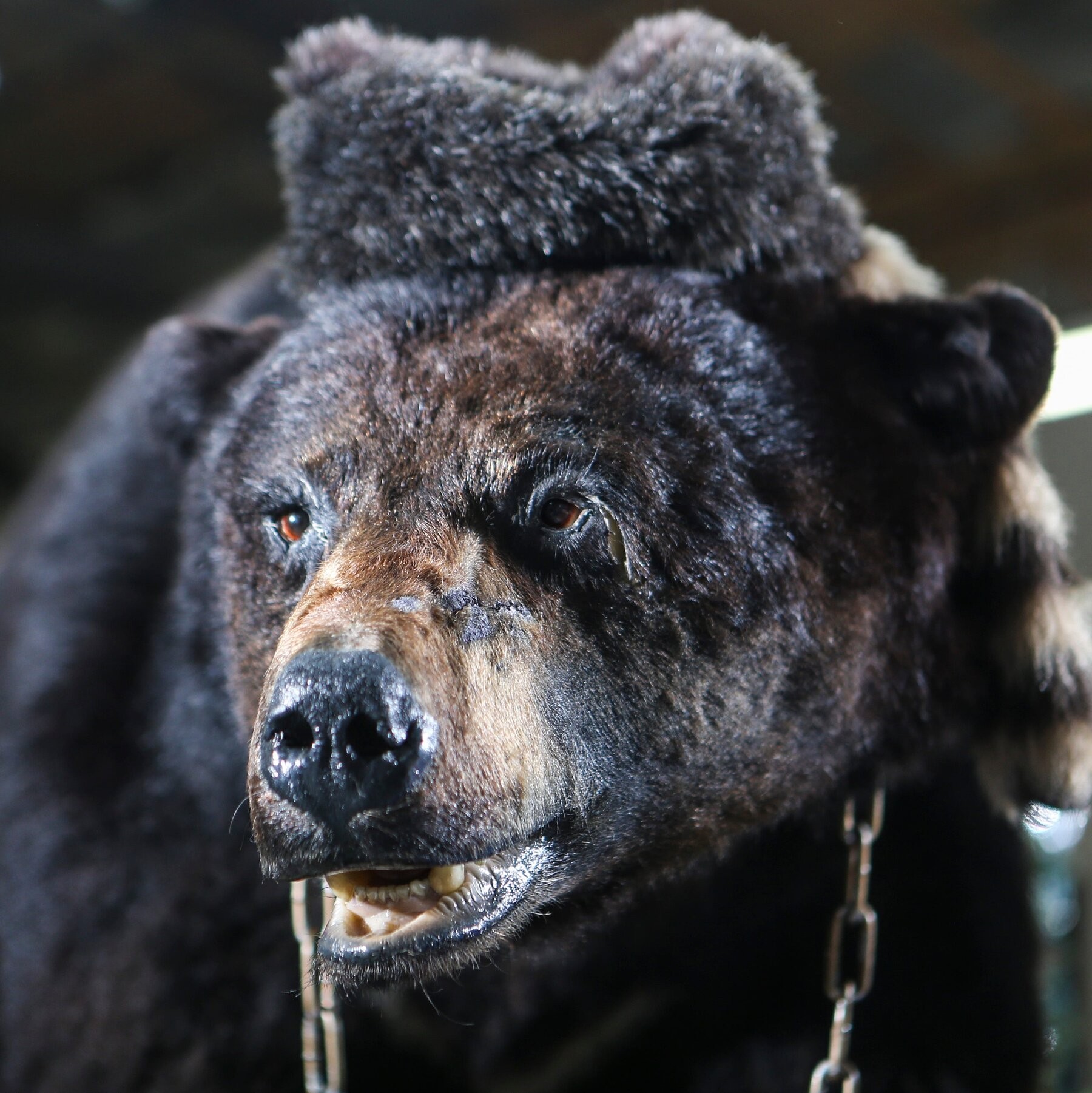'Cocaine Bear'