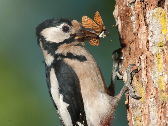 Hegaztiak ikustea 'birding' ei da