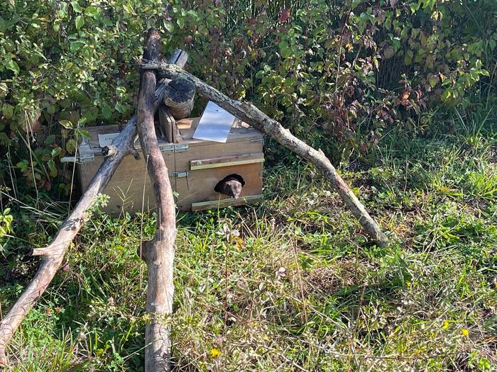 Zortzi bisoi europar askatu dituzte Salburuan