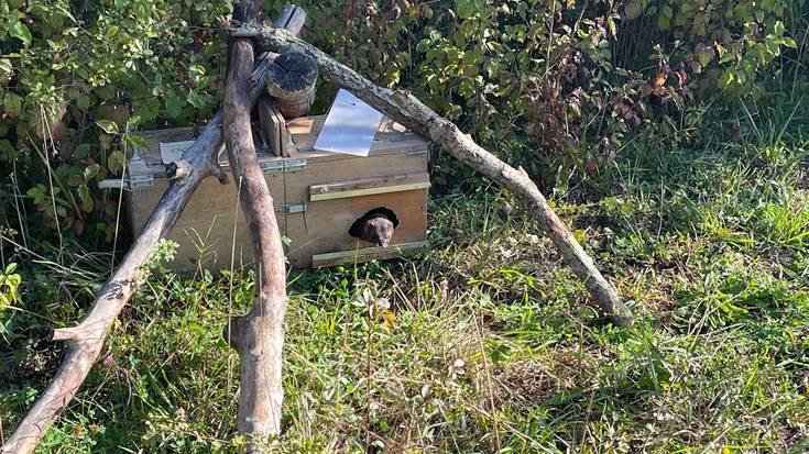 Zortzi bisoi europar askatu dituzte Salburuan