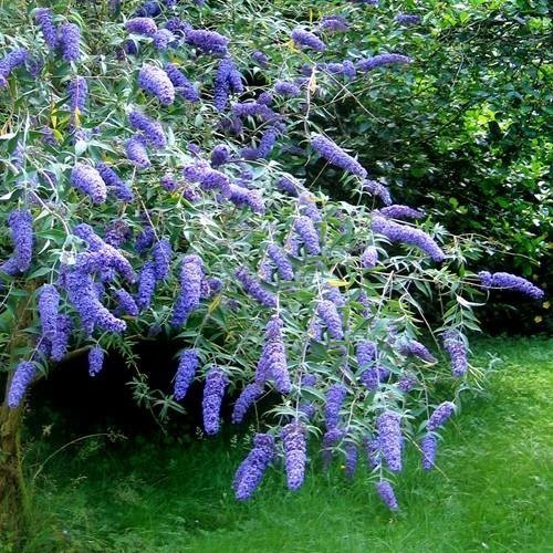 Flora inbaditzailea kontrolatzeko neurriak hartu ditu URAk